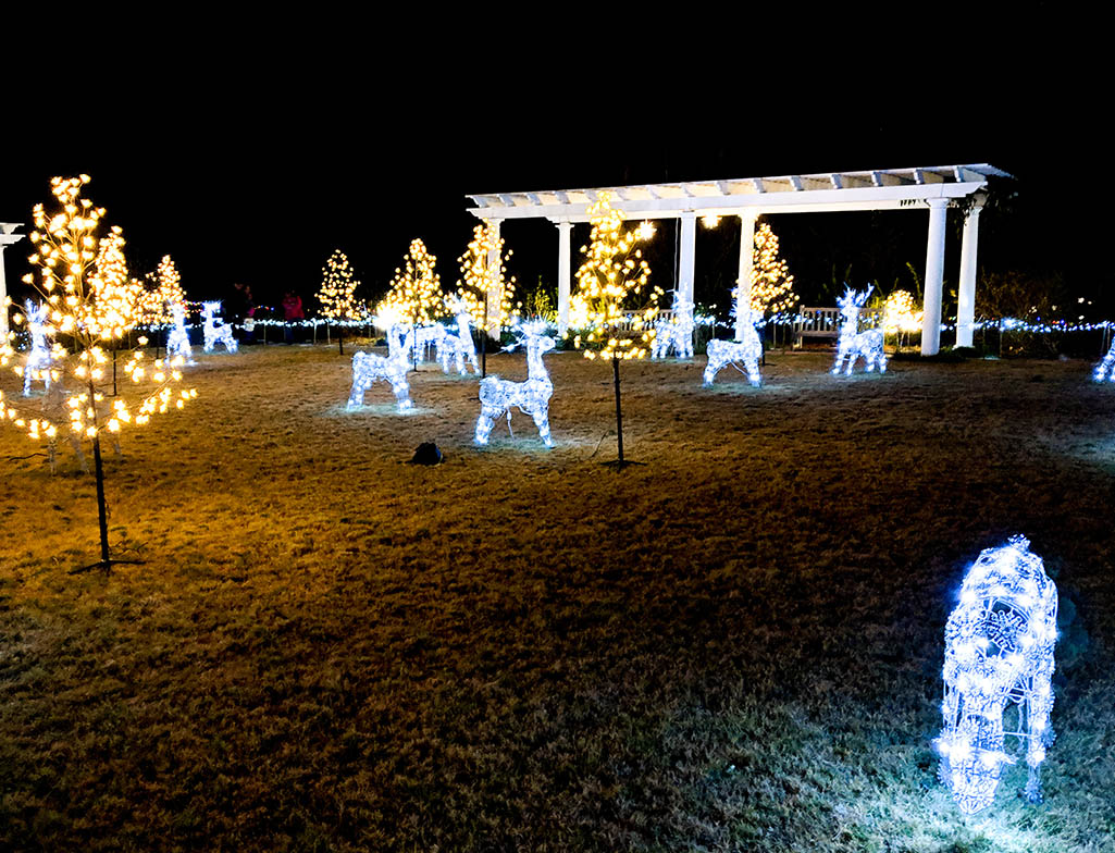 Botanical gardens Christmas lights field of reindeer 2