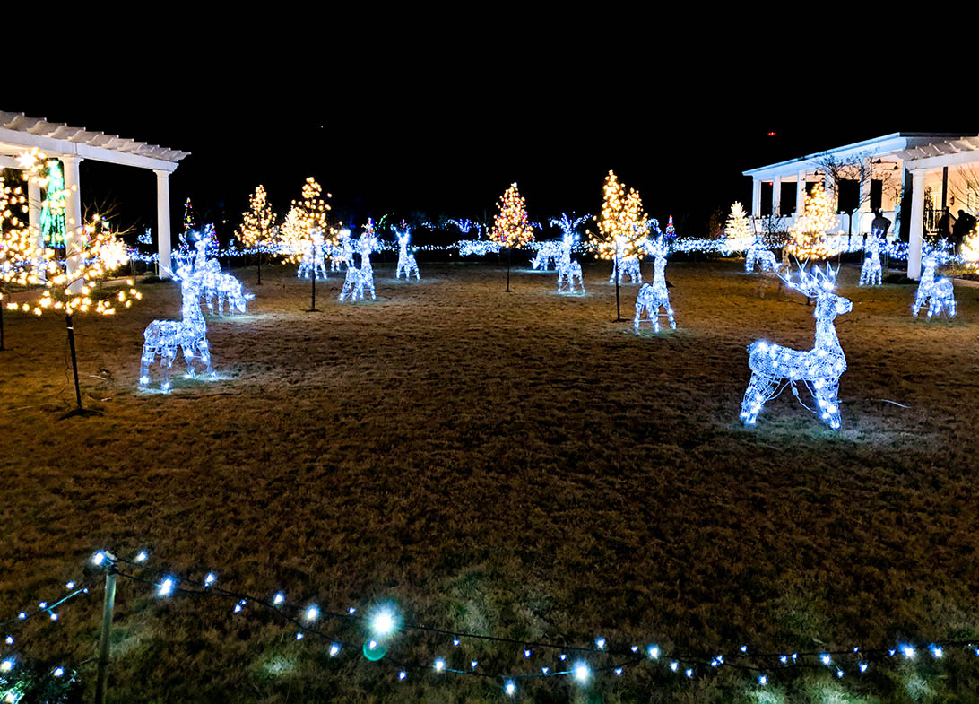 Botanical gardens Christmas lights field of reindeer