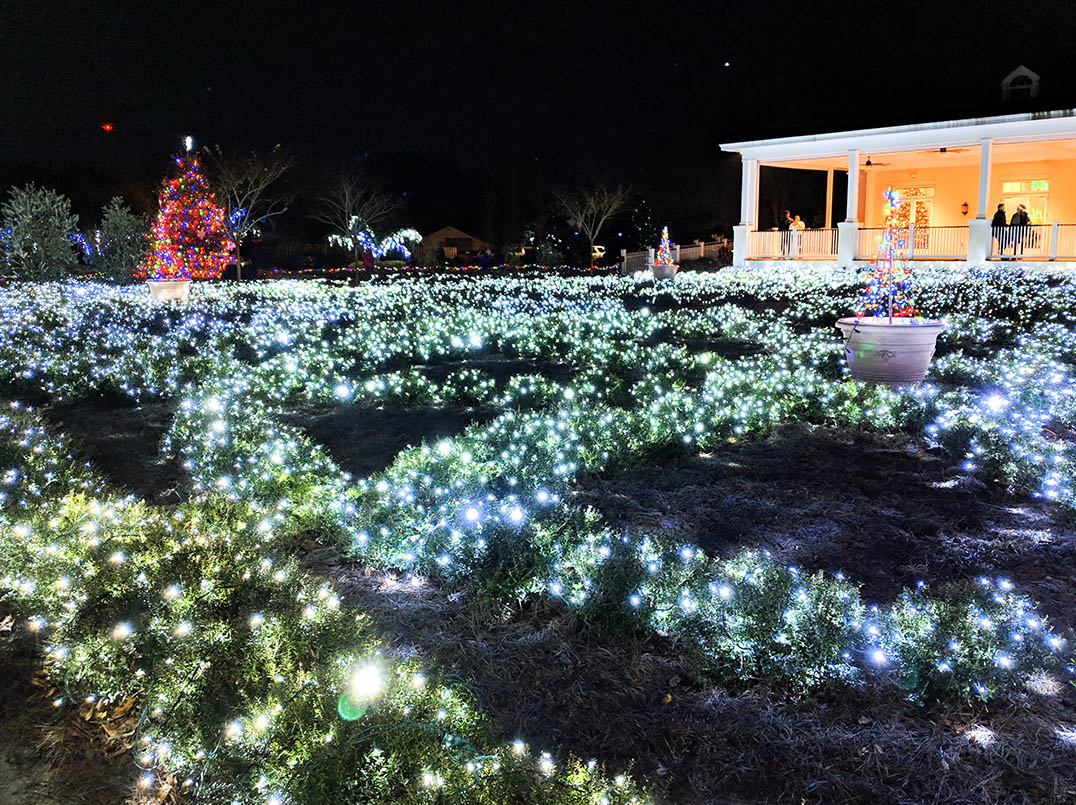 Botanical gardens Christmas lights snowy bushes