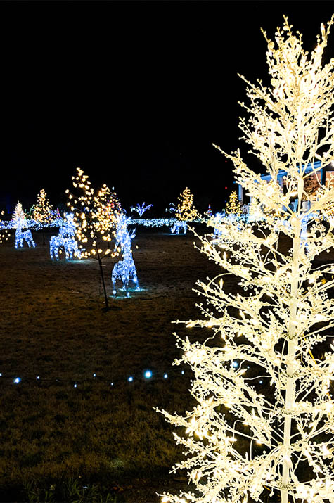 Botanical Gardens Christmas lights white tree