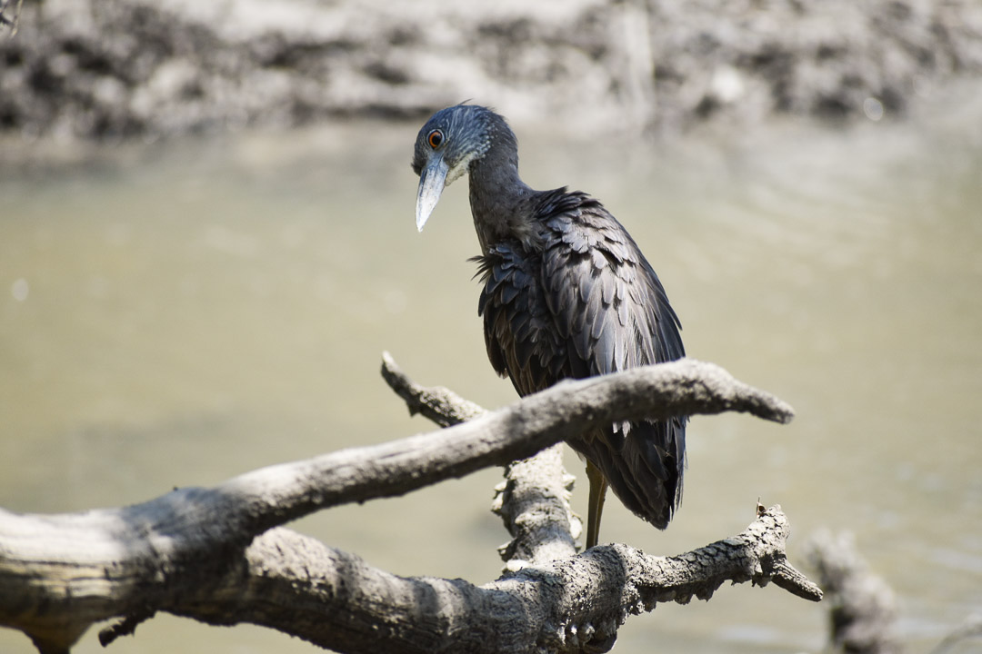 one-year anniversary Wormsloe marsh bird