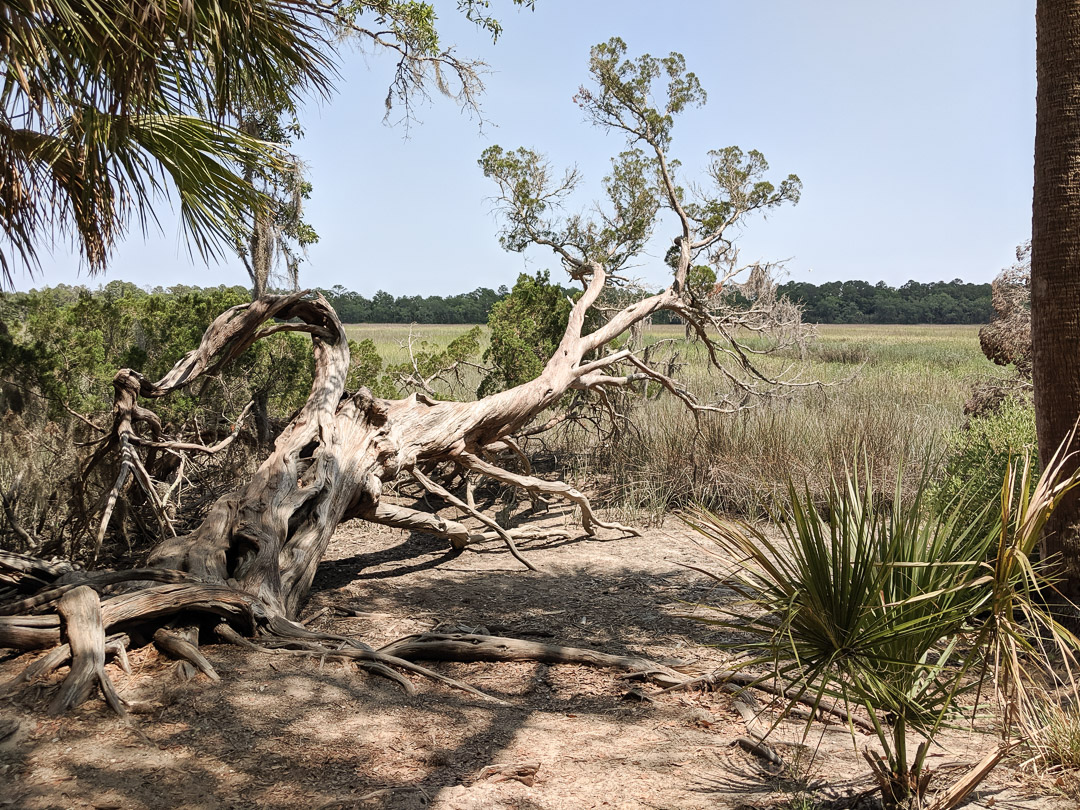 one-year anniversary Wormsloe marsh